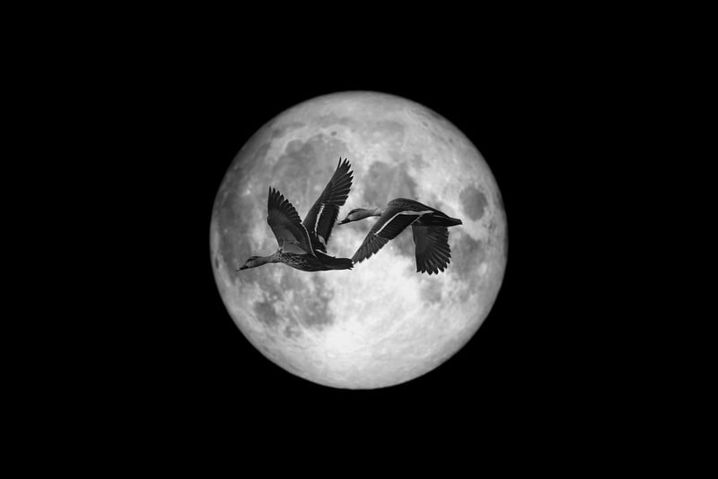 Moonlit Settings